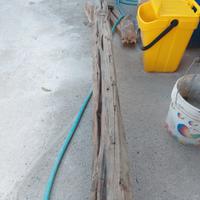 Tronco di Ginepro Sardo