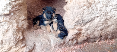 Cuccioli di pastore tedesco