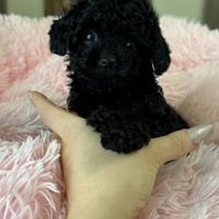 Barboncino Toy maschio