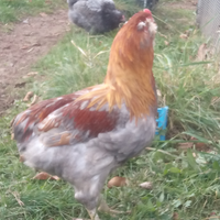 Gallo araucana