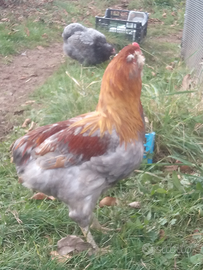 Gallo araucana