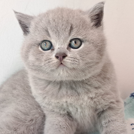 British shorthair