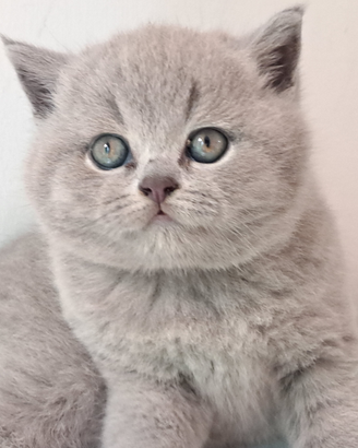British shorthair