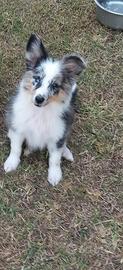Pastore dello shetland il mini lassie in miniatura