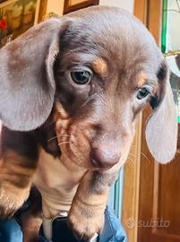 Bassotto cioccolato femmina