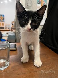 Gattini maschi