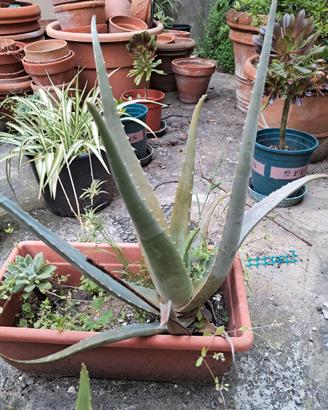 Piante di aloe vera