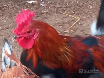 Disponibile galletto coronata siciliana