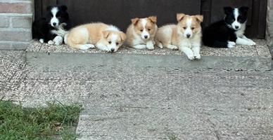 Cuccioli di Border Collie