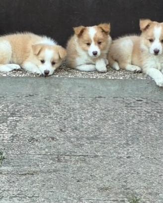 Cuccioli di Border Collie