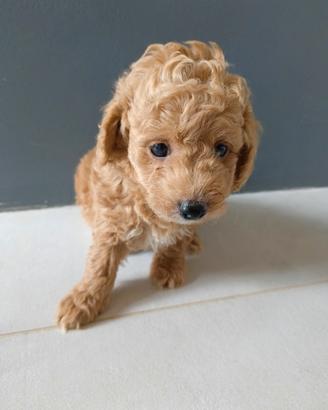Maltipoo toy