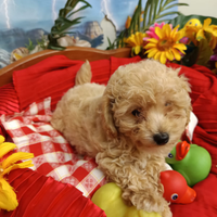 Cuccioli Di Colore Albicocca - Cuccioli Maltipoo