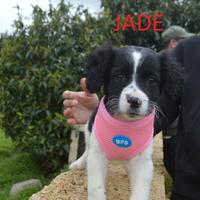 Jade, cucciola mix springer spaniel
