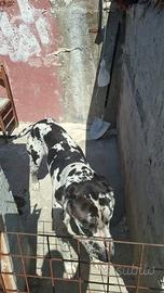 Animali