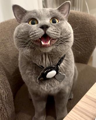 British shorthair per monta