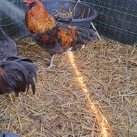 Gallo olive egger