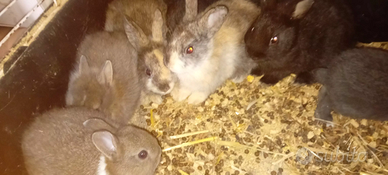 Conigli nani