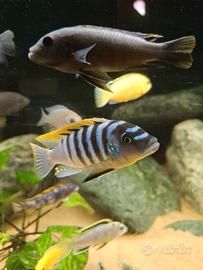Cynotilapia jalo reef