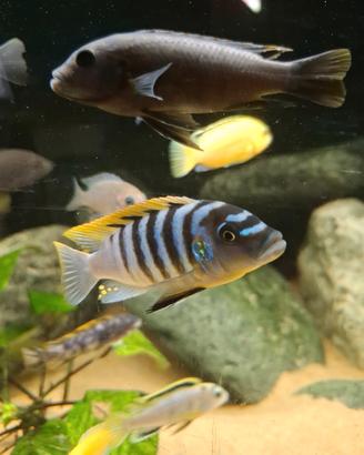 Cynotilapia jalo reef