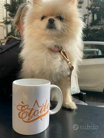 Volpino di pomerania