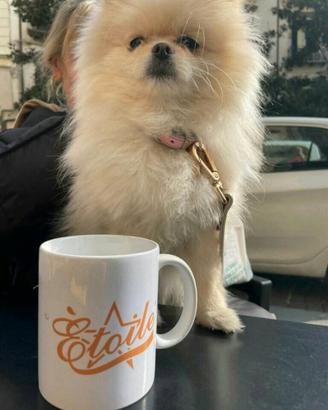 Volpino di pomerania