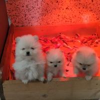 Cuccioli di spitz pomerania
