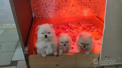 Cuccioli di spitz pomerania