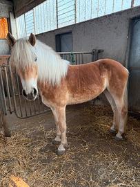Cavalla Haflinger