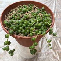 Senecio Rowleyanus (Pianta del Rosario)