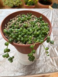 Senecio Rowleyanus (Pianta del Rosario)