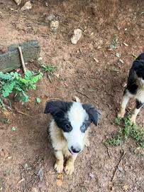 Cuccioli di Border Collie