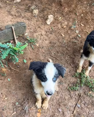 Cuccioli di Border Collie