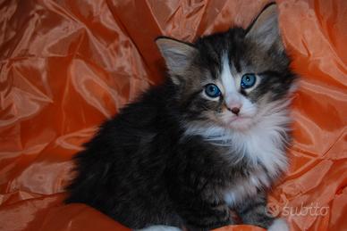 Piccolo gatto norvegese delle foreste