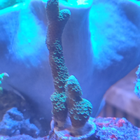 Acquario Marino corallo montipora digitata green