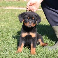 Cuccioli di Rottweiler