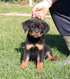 Cuccioli di Rottweiler