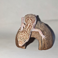 Geco Leopardino