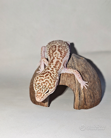 Geco Leopardino