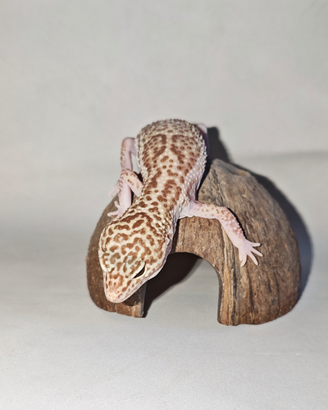 Geco Leopardino