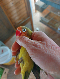 Inseparabili fischer femmine