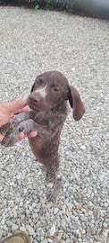 bracco/pointer