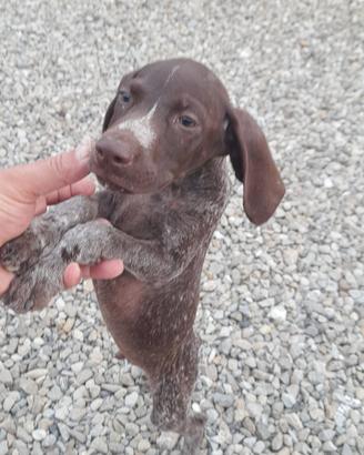 bracco/pointer