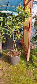 Piante di limoni,lime,kumqut,calamondino,chinotto.