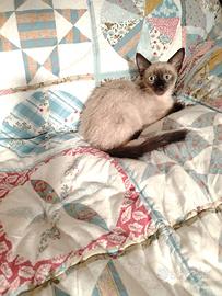 Gatto siamese