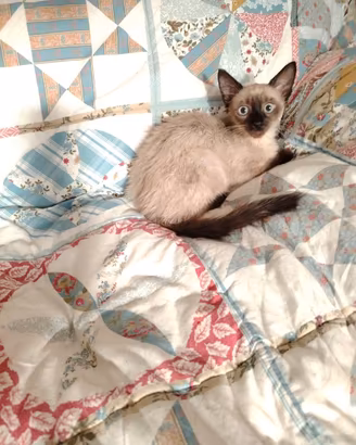 Gatto siamese