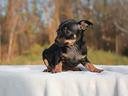 cucciola-di-pinscher-nerofocato