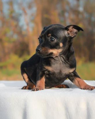 Cucciola di Pinscher nerofocato