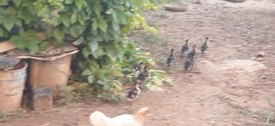 Vendita anatroccoli di Germano reale originali