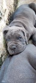 cuccioli cane corso 