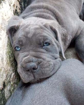 cuccioli cane corso 
